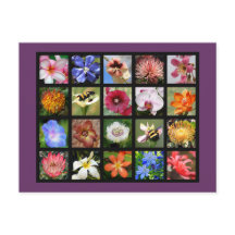 Fleurs exotiques du monde entier