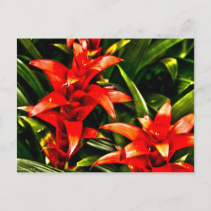 Carte Postale Fleurs exotiques rouges