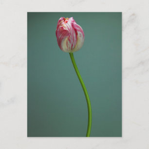 Carte Postale Fleurs Fleur de tulipe unique