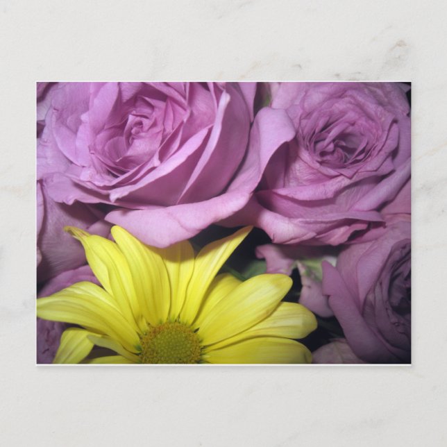 Carte Postale Fleurs Fleurs Daisy Roses Amour Destiny (Devant)