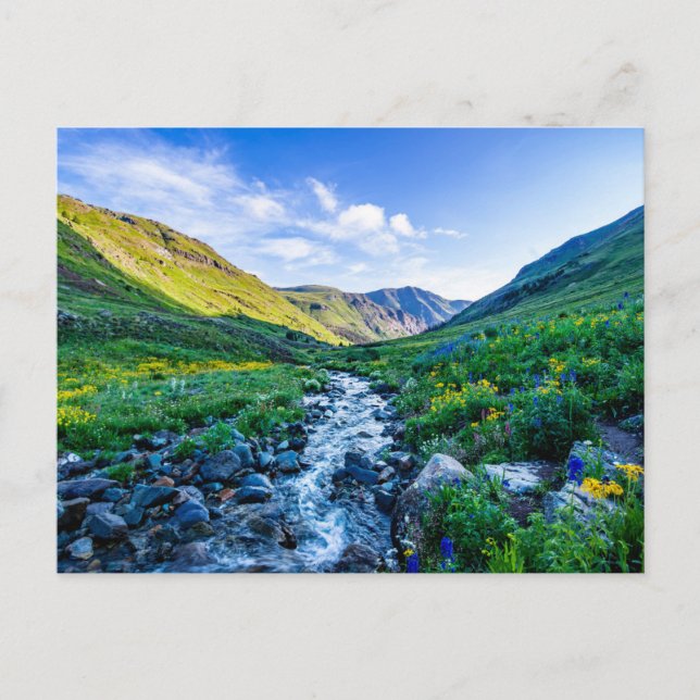 Carte Postale Fleurs | Fleurs sauvages dans le Colorado (Devant)