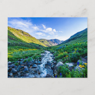 Carte Postale Fleurs Fleurs sauvages en Colorado