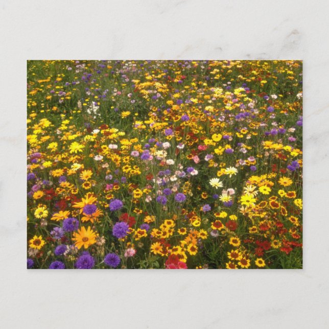 Carte Postale Fleurs Fleurs sauvages jaunes (Devant)