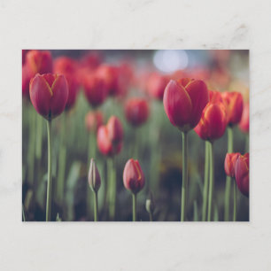 Carte Postale Fleurs Florales de Tulipe Rouge et Rose Photograph