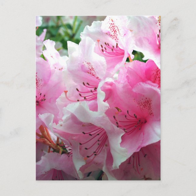 Carte Postale Fleurs florales roses tombées (Devant)