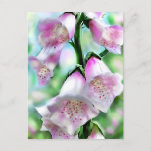 Carte Postale Fleurs Foxglove Fleur Floral rose violet vert