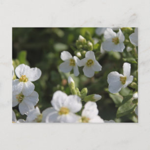 Carte Postale Fleurs fraîches blanches de jardin d'été et feuill