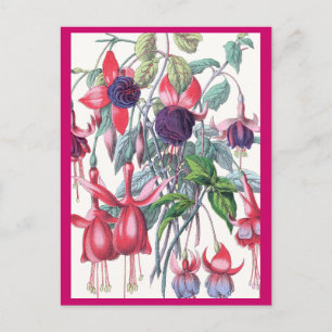 Carte Postale Fleurs Fuchsia à pendage rose et violet