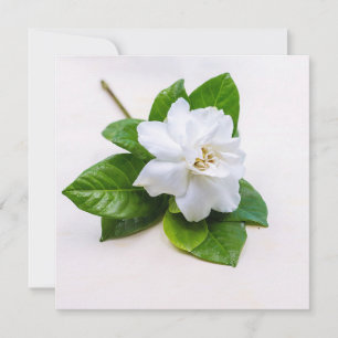 Carte postale Fleurs Gardenia Blanches