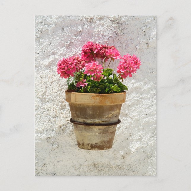 Carte Postale Fleurs | Géranium en fleur en pot (Devant)