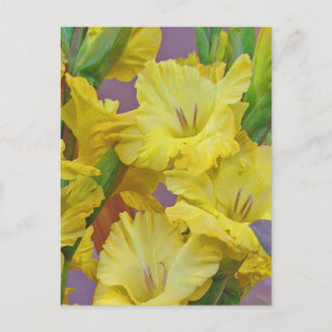 Carte postale Fleurs Gladiolus