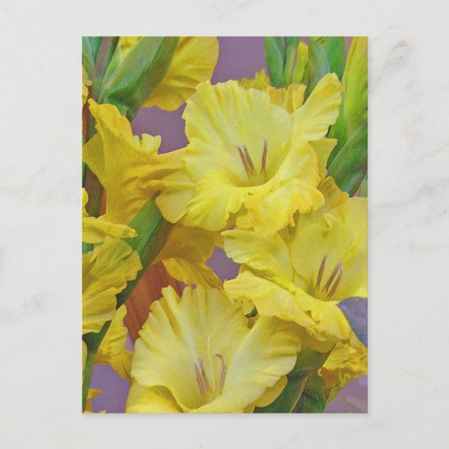 Carte postale Fleurs Gladiolus (Devant)