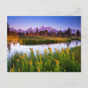 Carte Postale Fleurs   Grand Teton National Park, Wyoming