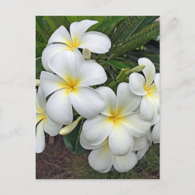 Carte Postale Fleurs Hawaii Plumeria (Devant)
