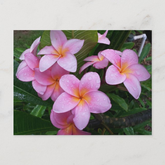 Carte Postale Fleurs Hawaii Plumeria Rose (Devant)