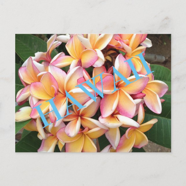 Carte Postale Fleurs Hawaii pour tous (Devant)