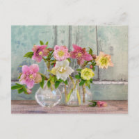 Fleurs | Hellebores dans des vases