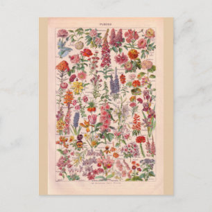 Carte Postale Fleurs historiques vintages