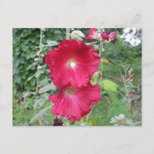 Carte Postale Fleurs Hollyhock à l'ancienne mode