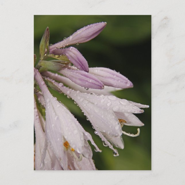 Carte Postale Fleurs Hosta Humides (Devant)