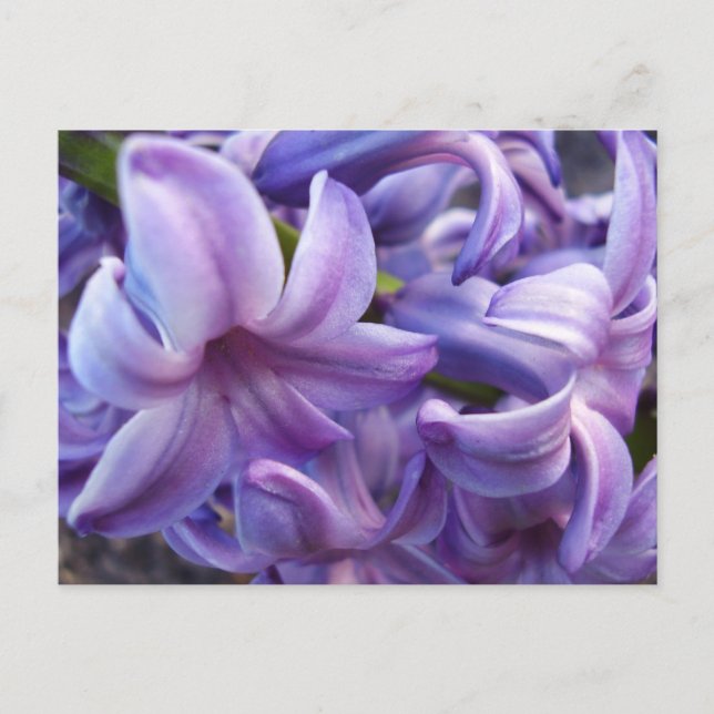 Carte postale Fleurs Hyacinth (Devant)