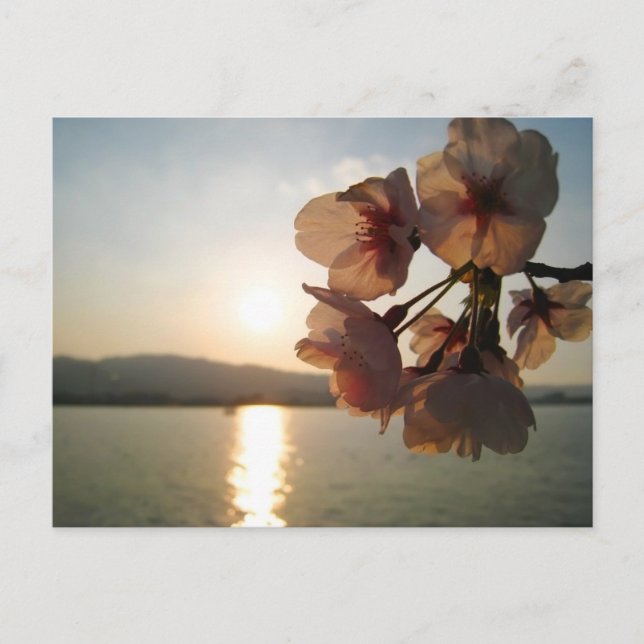 Carte Postale Fleurs japonaises de cerises (Devant)