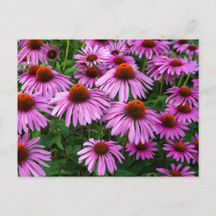 Carte Postale Fleurs   Jardin aux fleurs roses