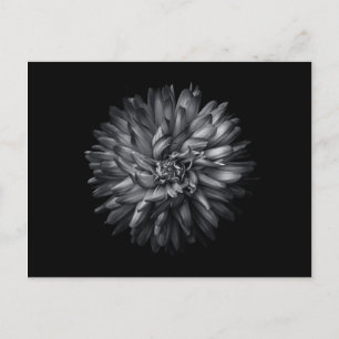 Carte Postale Fleurs jardins En Noir Et Blanc 20
