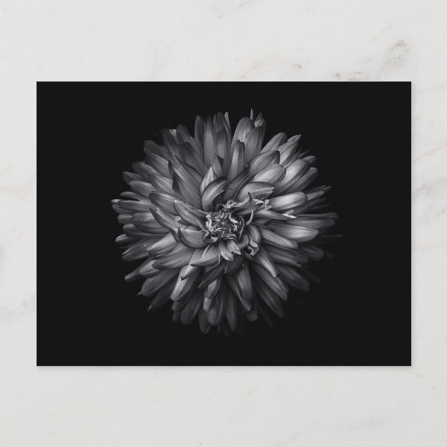 Carte Postale Fleurs jardins En Noir Et Blanc 20 (Devant)