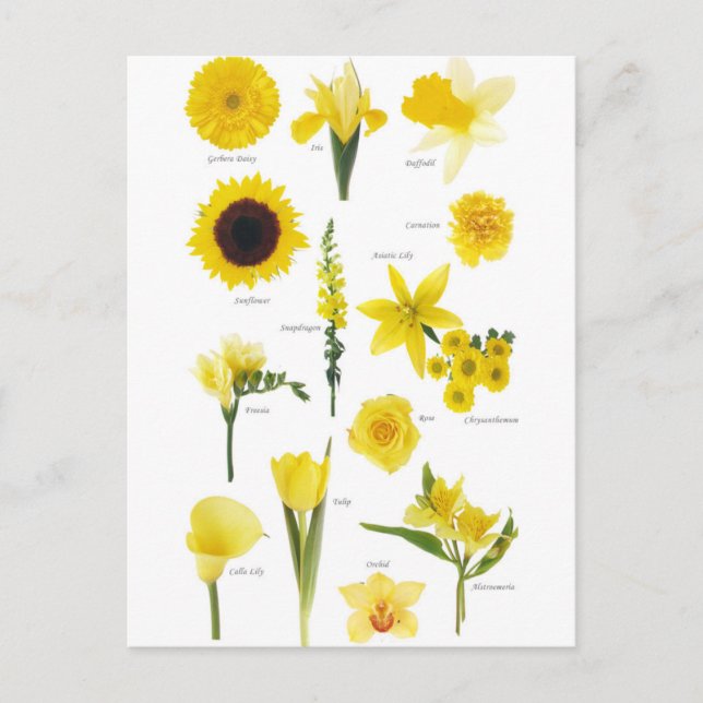 Carte Postale Fleurs jaune (Devant)
