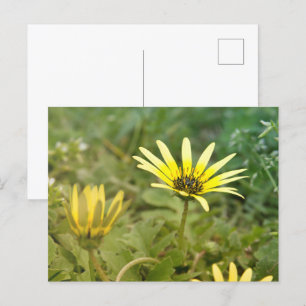 Carte Postale Fleurs jaunes