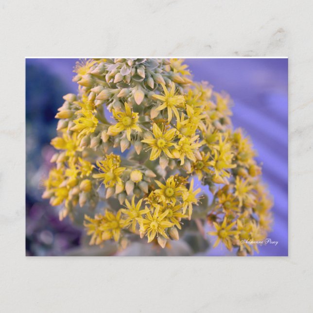 Carte postale Fleurs Jaunes (Devant)