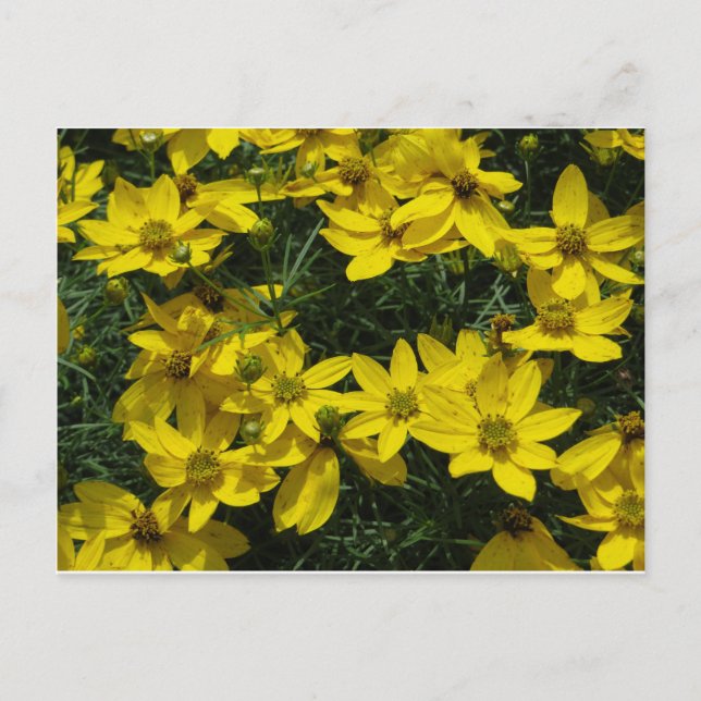 Carte Postale Fleurs jaunes (Devant)