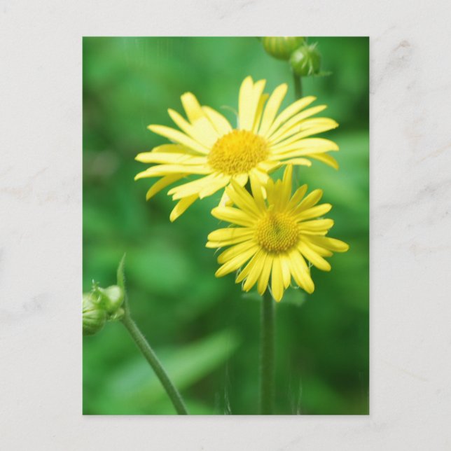 Carte postale Fleurs Jaunes (Devant)