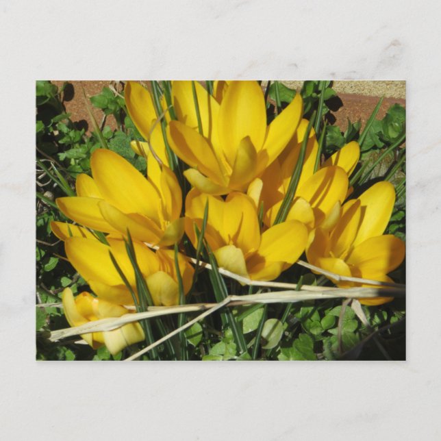 Carte Postale Fleurs jaunes (Devant)