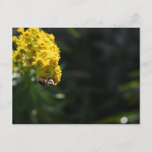 Carte Postale Fleurs Jaunes Bee Bumblebee Nature Photographie