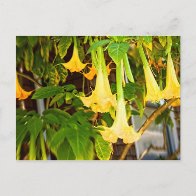 Carte Postale fleurs jaunes "bell" l (Devant)