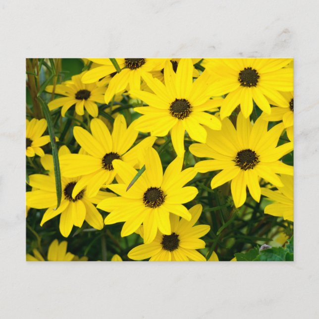 Carte Postale Fleurs Jaunes Lumineuses (Devant)
