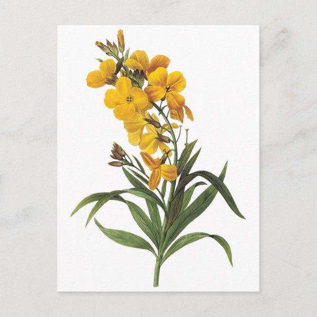 Carte Postale Fleurs jaunes, Pierre Joseph Redouté (Devant)