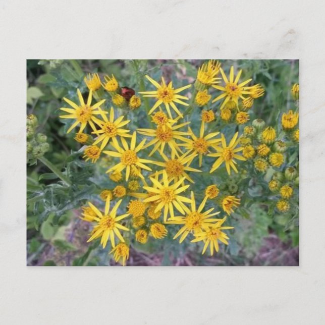 Carte Postale Fleurs Jaunes Sauvages Photo (Devant)