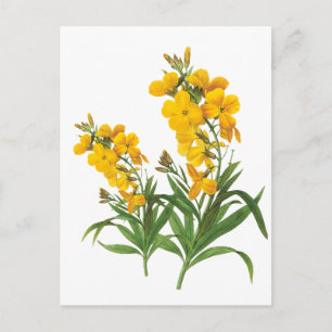 Carte Postale Fleurs jaunes vintage illustration botanique