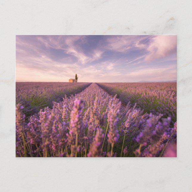 Carte Postale Fleurs | Lavande Sud France (Devant)