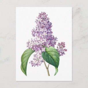 Carte Postale Fleurs Lilac Redouté Illustration botanique