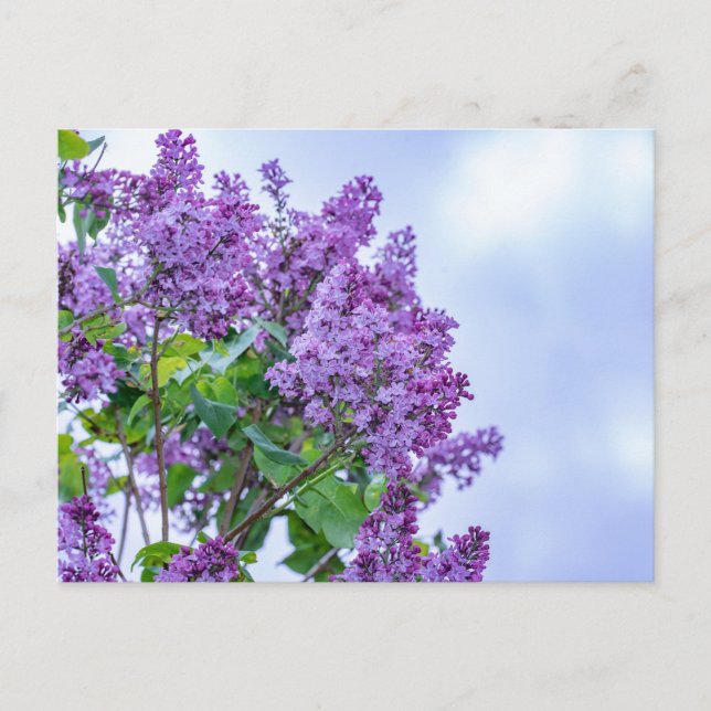 Carte Postale Fleurs Lilac Violet Vibrantes (Devant)