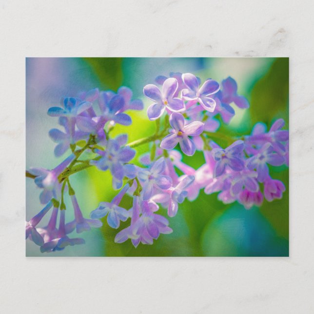 Carte Postale Fleurs Lilac Violettes (Devant)