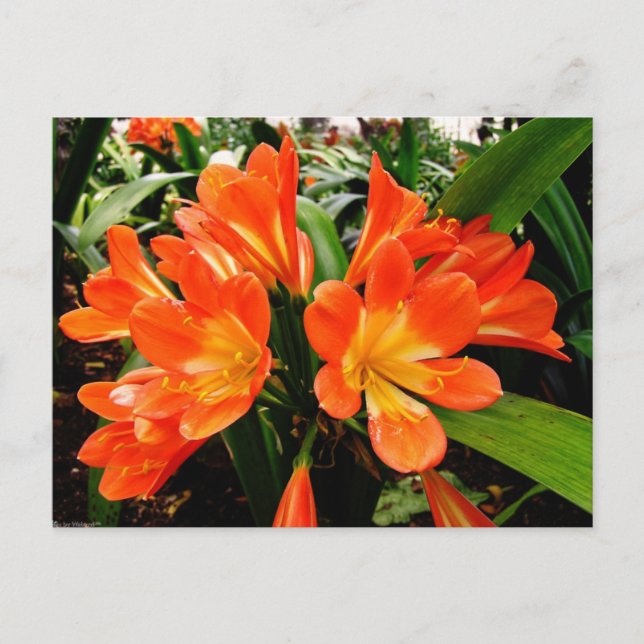 Carte Postale Fleurs Lillies Orange @ Funchal, Portugal (Devant)