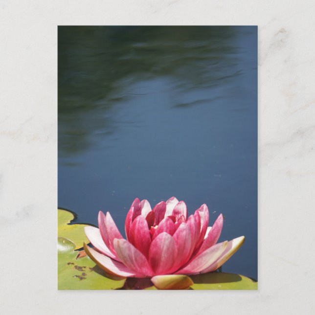 Carte Postale Fleurs Lilly Pond (Devant)