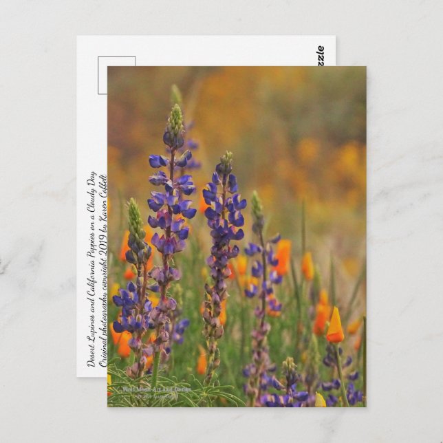 Carte Postale Fleurs Lupines Du Désert Bleu Et Pépites Oranges (Devant / Derrière)