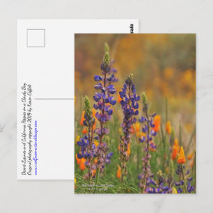Carte Postale Fleurs Lupines Du Désert Bleu Et Pépites Oranges