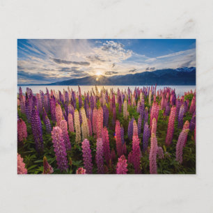 Carte Postale Fleurs   Lupines Nouvelle-Zélande